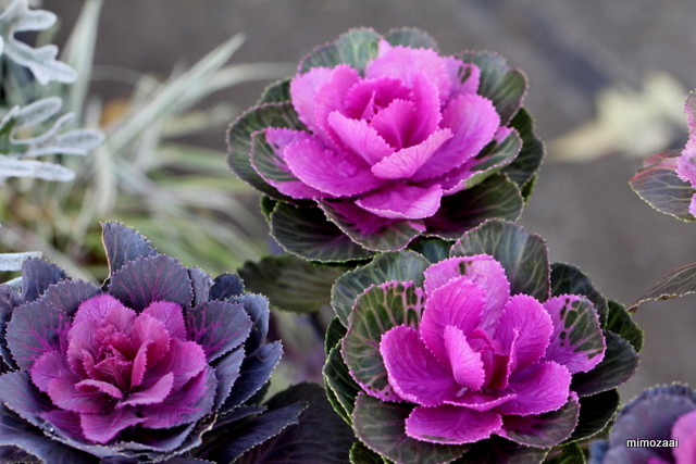 f:id:mimozaai:20161126194900j:plain