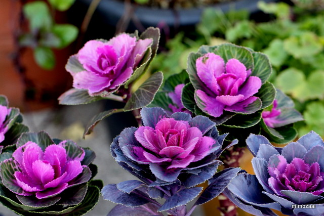 f:id:mimozaai:20161126194931j:plain