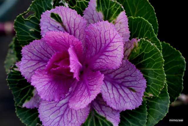 f:id:mimozaai:20161126194959j:plain