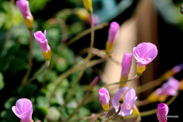 f:id:mimozaai:20161126195355j:plain