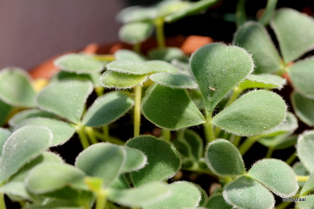 f:id:mimozaai:20161126195440j:plain