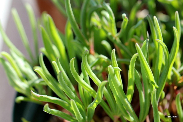 f:id:mimozaai:20161126195448j:plain