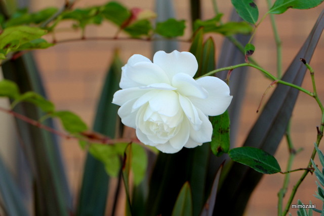 f:id:mimozaai:20161126195834j:plain