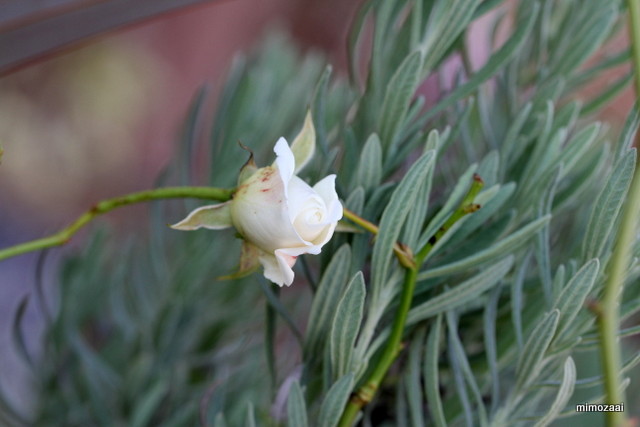 f:id:mimozaai:20161126195849j:plain