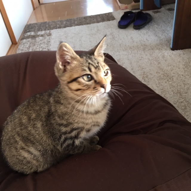 f:id:mimozaai:20161130230724j:plain