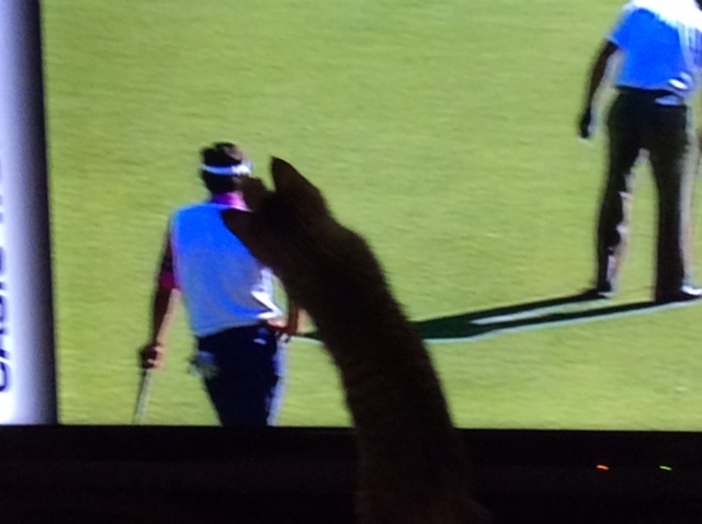 f:id:mimozaai:20161130230746j:plain