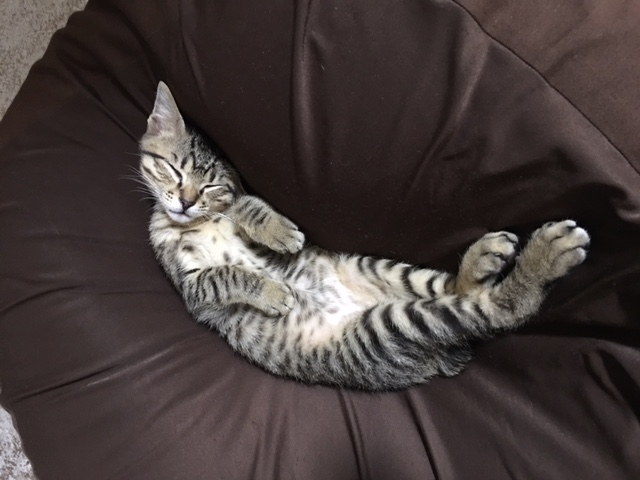 f:id:mimozaai:20161130230823j:plain