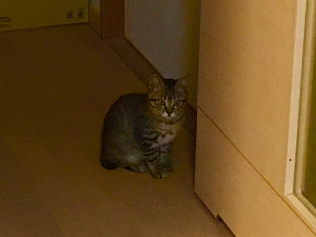 f:id:mimozaai:20161130230843j:plain