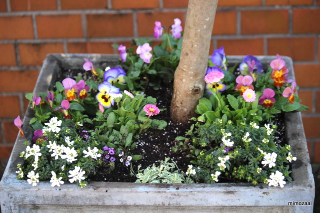 f:id:mimozaai:20161210211610j:plain