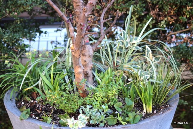 f:id:mimozaai:20161210211639j:plain