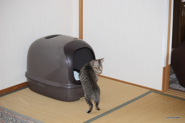 f:id:mimozaai:20161210215409j:plain