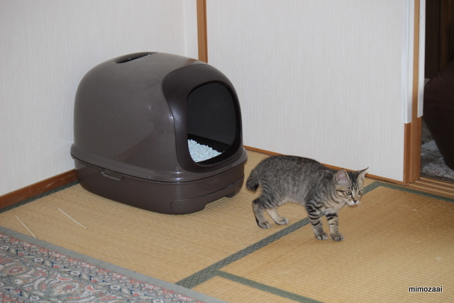 f:id:mimozaai:20161210215418j:plain