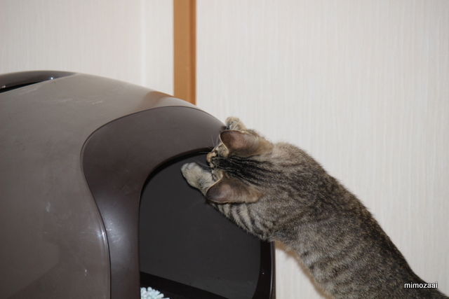 f:id:mimozaai:20161210215428j:plain