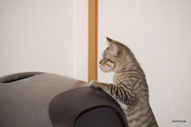 f:id:mimozaai:20161210215500j:plain