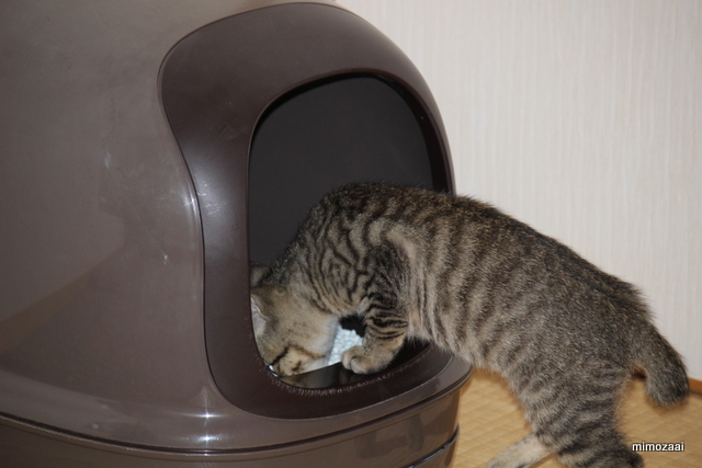 f:id:mimozaai:20161210215517j:plain