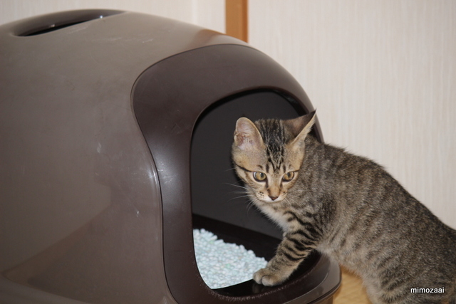 f:id:mimozaai:20161210215541j:plain