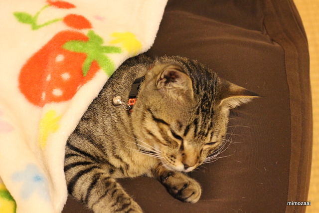 f:id:mimozaai:20170415213325j:plain f:id:mimozaai:20170415213325j:plain