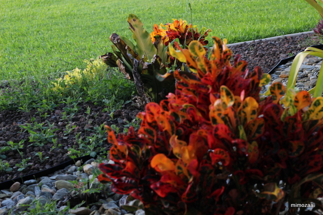 f:id:mimozaai:20170417201750j:plain f:id:mimozaai:20170417201750j:plain