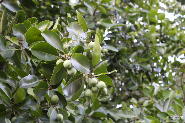 f:id:mimozaai:20170417201817j:plain f:id:mimozaai:20170417201817j:plain