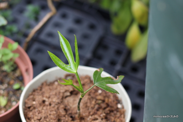 f:id:mimozaai:20170420203152j:plain