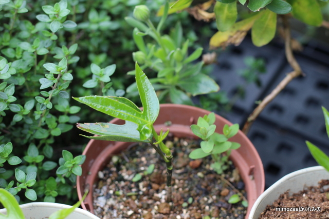 f:id:mimozaai:20170420203210j:plain