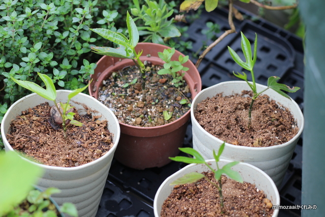 f:id:mimozaai:20170420203245j:plain