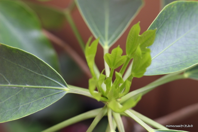 f:id:mimozaai:20170420203258j:plain