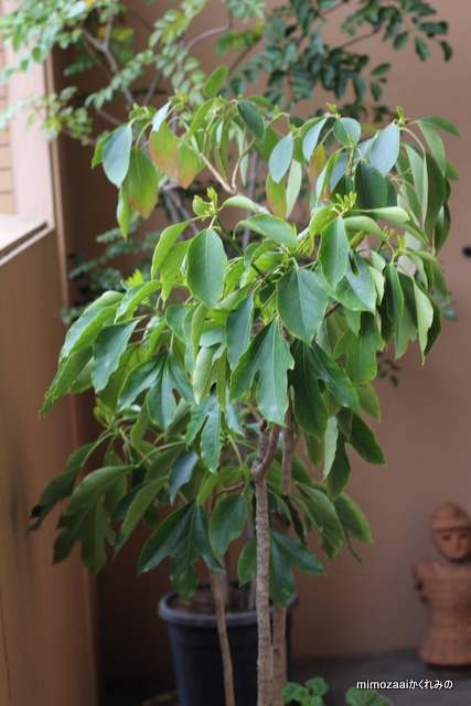 f:id:mimozaai:20170420203309j:plain