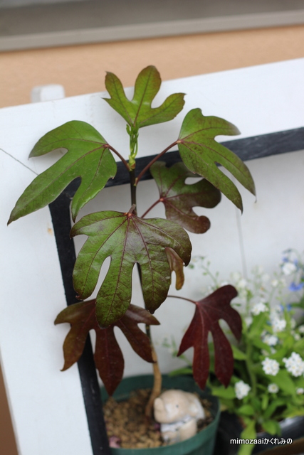 f:id:mimozaai:20170420203316j:plain