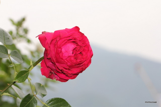 バラ マロン Mimozaai S Blog