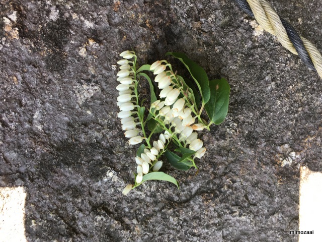 f:id:mimozaai:20170528193917j:plain