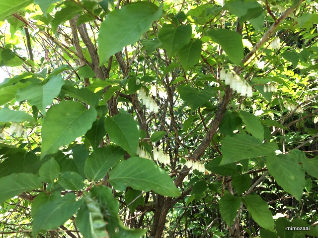 f:id:mimozaai:20170528194050j:plain