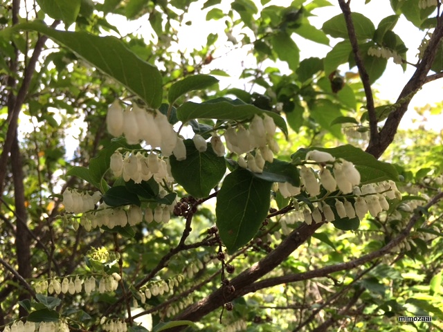 f:id:mimozaai:20170528194112j:plain