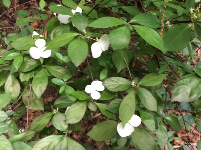 f:id:mimozaai:20170528194137j:plain