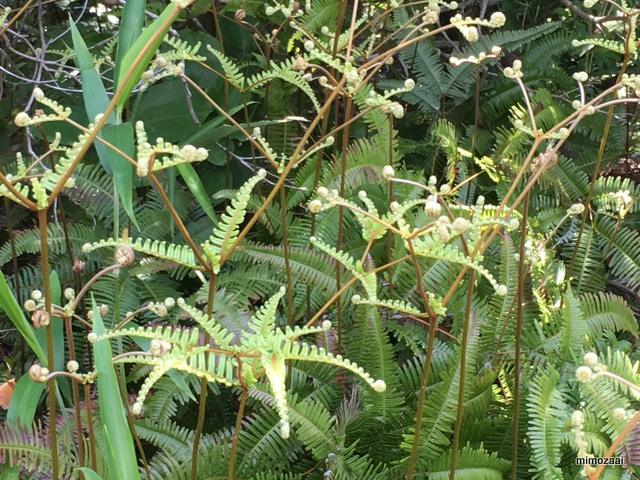 f:id:mimozaai:20170528194407j:plain