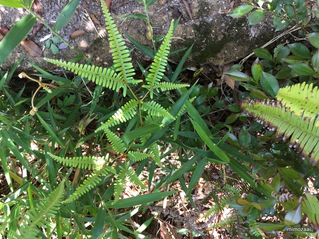 f:id:mimozaai:20170528194430j:plain