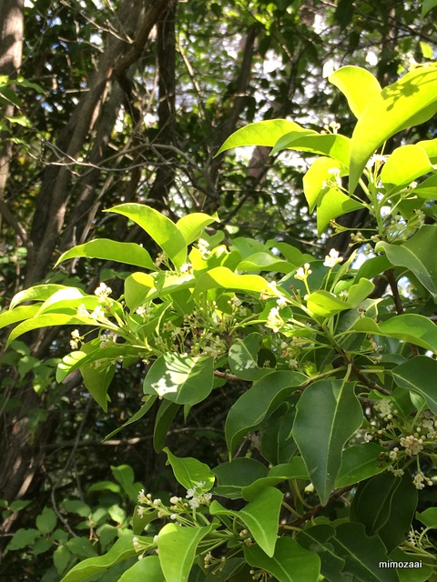 f:id:mimozaai:20170528194737j:plain