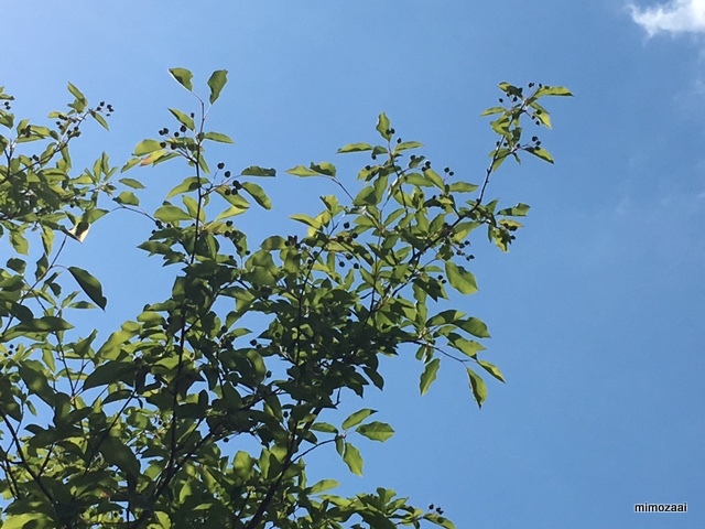 f:id:mimozaai:20170528194753j:plain