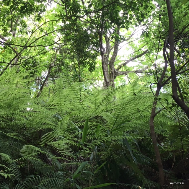 f:id:mimozaai:20170528194825j:plain