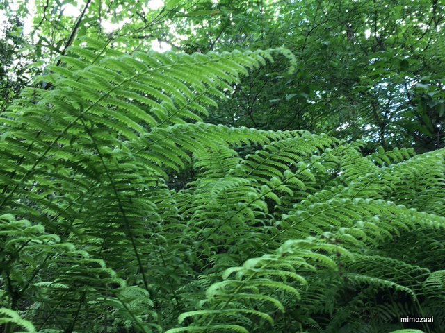 f:id:mimozaai:20170528194843j:plain