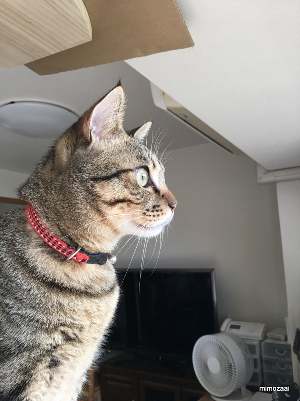 f:id:mimozaai:20170831222035j:plain