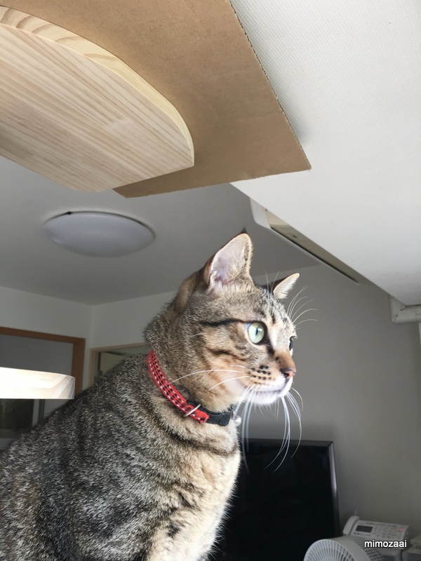 f:id:mimozaai:20170831222122j:plain