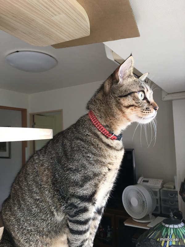 f:id:mimozaai:20170831222233j:plain