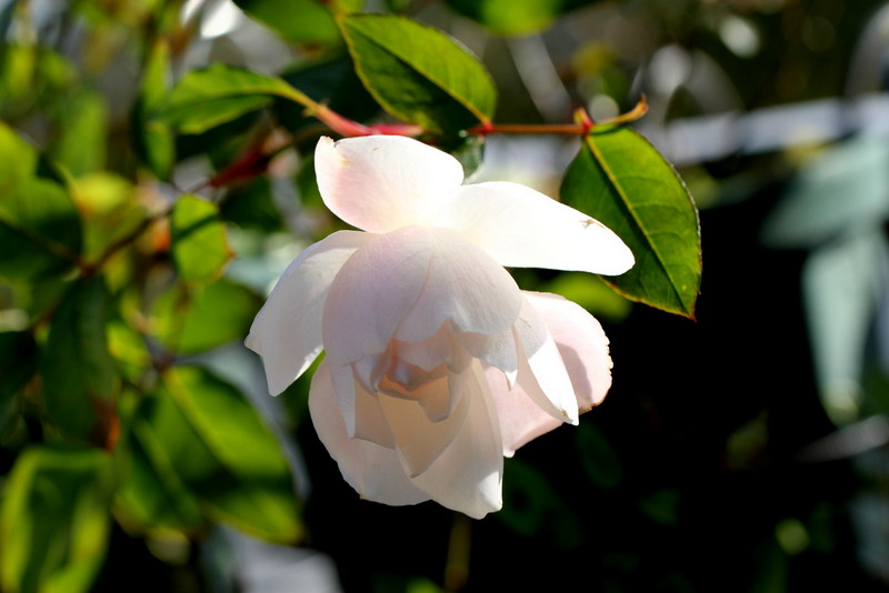 f:id:mimozaai:20171222183051j:plain f:id:mimozaai:20171222183051j:plain