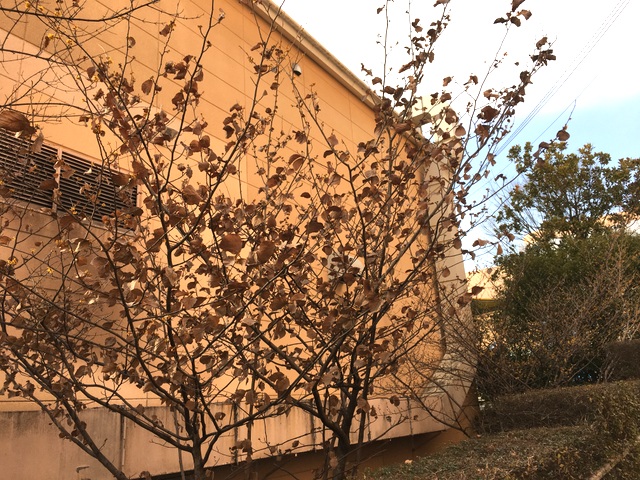 f:id:mimozaai:20180131195354j:plain f:id:mimozaai:20180131195354j:plain