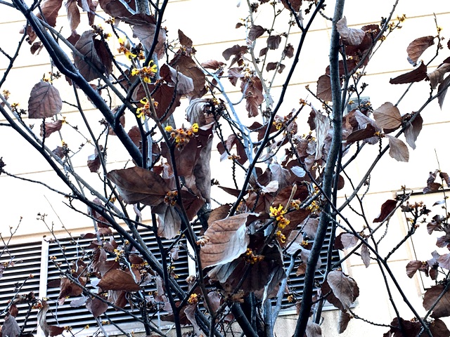 f:id:mimozaai:20180131195531j:plain f:id:mimozaai:20180131195531j:plain