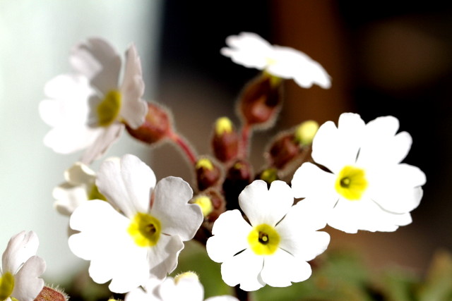 f:id:mimozaai:20180218195359j:plain