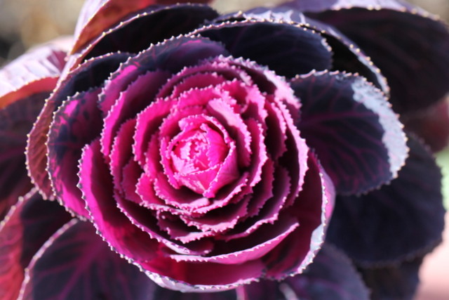 f:id:mimozaai:20180218195419j:plain