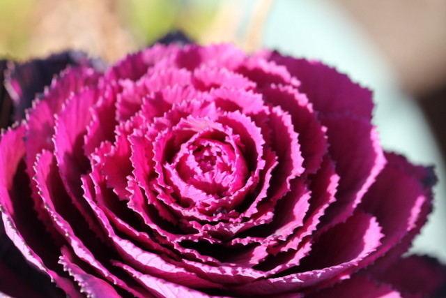 f:id:mimozaai:20180218195439j:plain