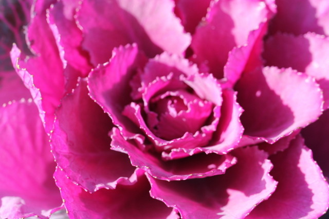 f:id:mimozaai:20180218195602j:plain